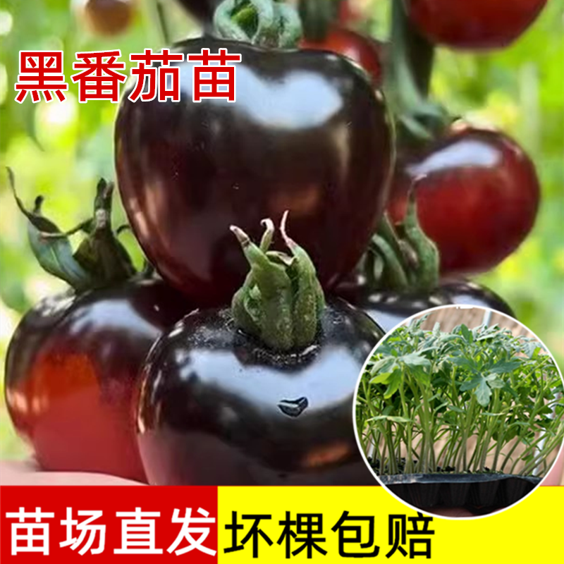 糖水炸弹黑珍珠番茄苗秧超甜樱桃小西红柿苗高产水果四季阳台盆栽