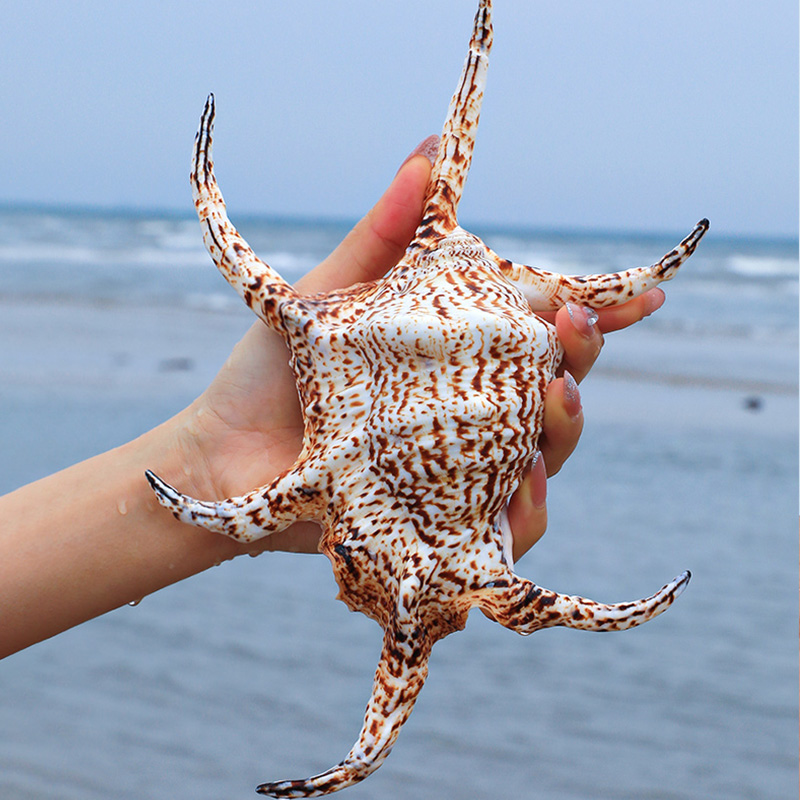 六角螺超大海螺天然贝壳创意礼品地中海风情家居摆件鱼缸造景装饰