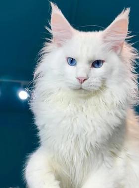 纯种缅因猫俄罗斯巨型长毛猫纯白蓝眼睛赛级双血统宠物猫活体猫舍