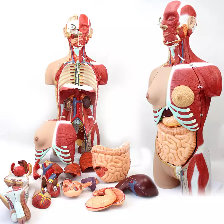MDCD海医85CM医学人体器官系统可拆卸躯干内脏器肌肉解剖模型