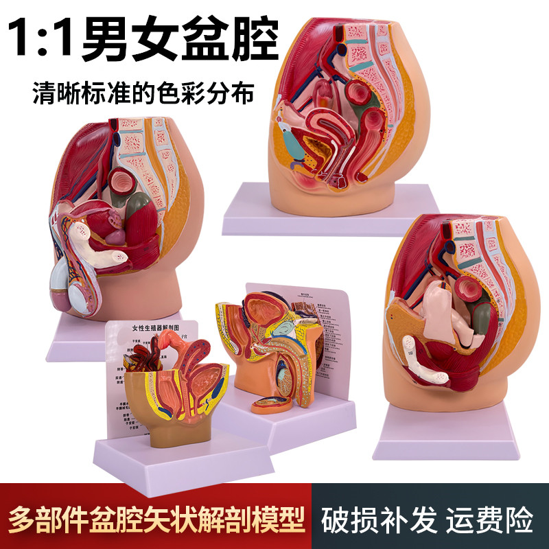 男女性盆腔矢状解剖模型女性生殖器官模型男女性生殖系统子宫模型