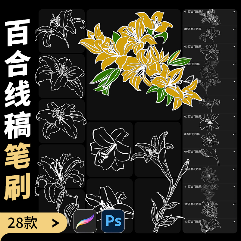 百合花线稿procreate笔刷ps花卉植物鲜花朵图案手绘插画练习素材