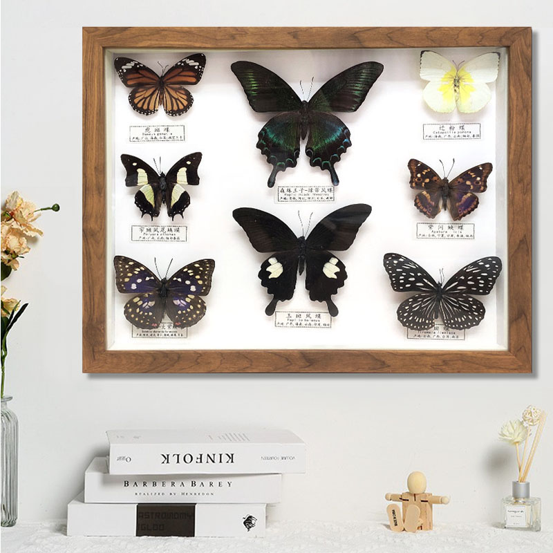 真蝴蝶昆虫标本相框立体原木色长方形12寸画框现代简约工艺品教学