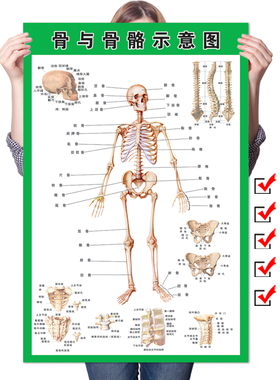 人体全身骨骼结构示意图挂图肌肉内脏器官解剖图医院脊柱脊椎海报