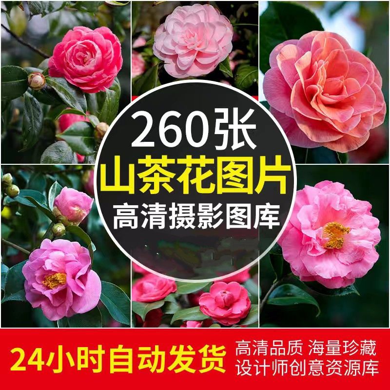高清JPG素材山茶花图片鲜花卉植物摄影中国名花粉红白色特写背景