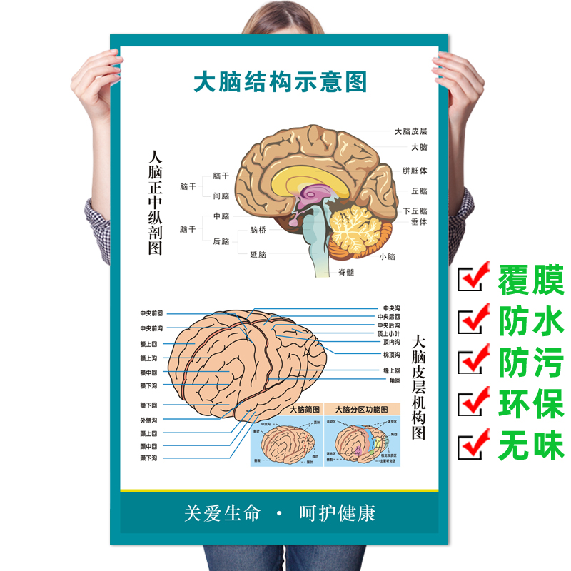 大脑解剖图　人体脑部神经结构大挂图 人体器官解剖图示意图海报