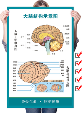 大脑解剖图　人体脑部神经结构大挂图 人体器官解剖图示意图海报