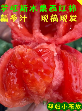 陕西泾阳普罗旺斯水果西红柿现摘新鲜小番茄自然熟生吃沙瓤爆汁