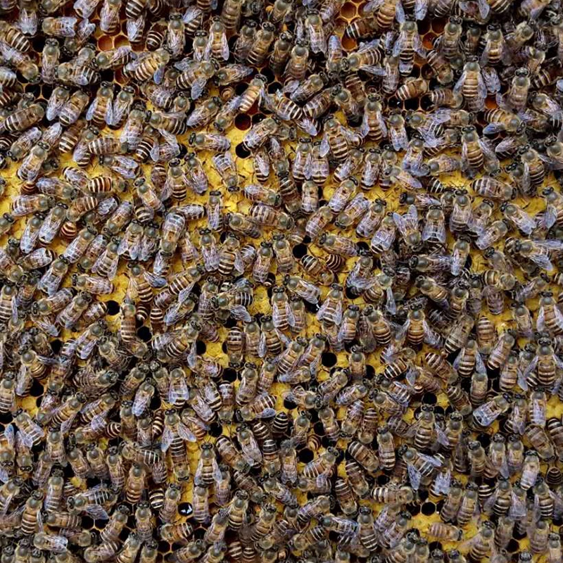蜂群中蜂笼蜂蜂种授粉蜜蜂中华蜂活体活群出售活蜜蜂群带王带子脾