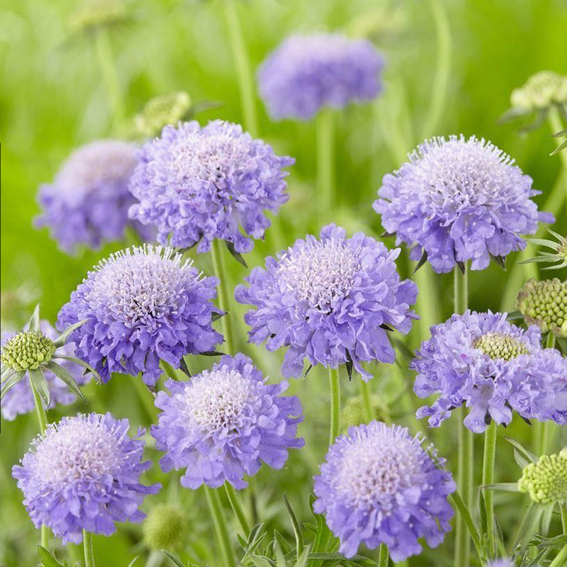 蓝色花卉紫盆花种子松虫草籽多年生宿根花卉庭院室外路边乡下易活