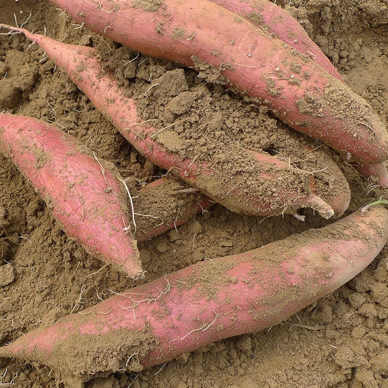 新鲜西瓜红蜜薯农家自种红心番薯烟薯地瓜小山芋板栗沙地红薯HXSZ