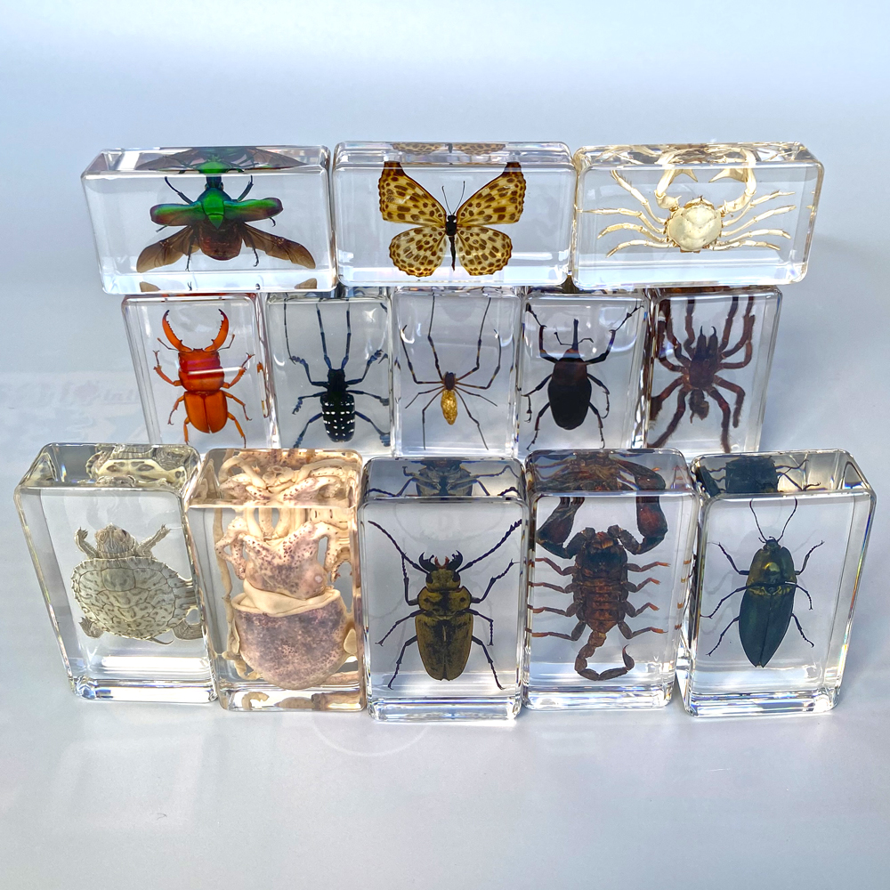 幼儿园教学标本盒真实动物昆虫标本蜘蛛蝎子海洋生物海螺模型螃蟹