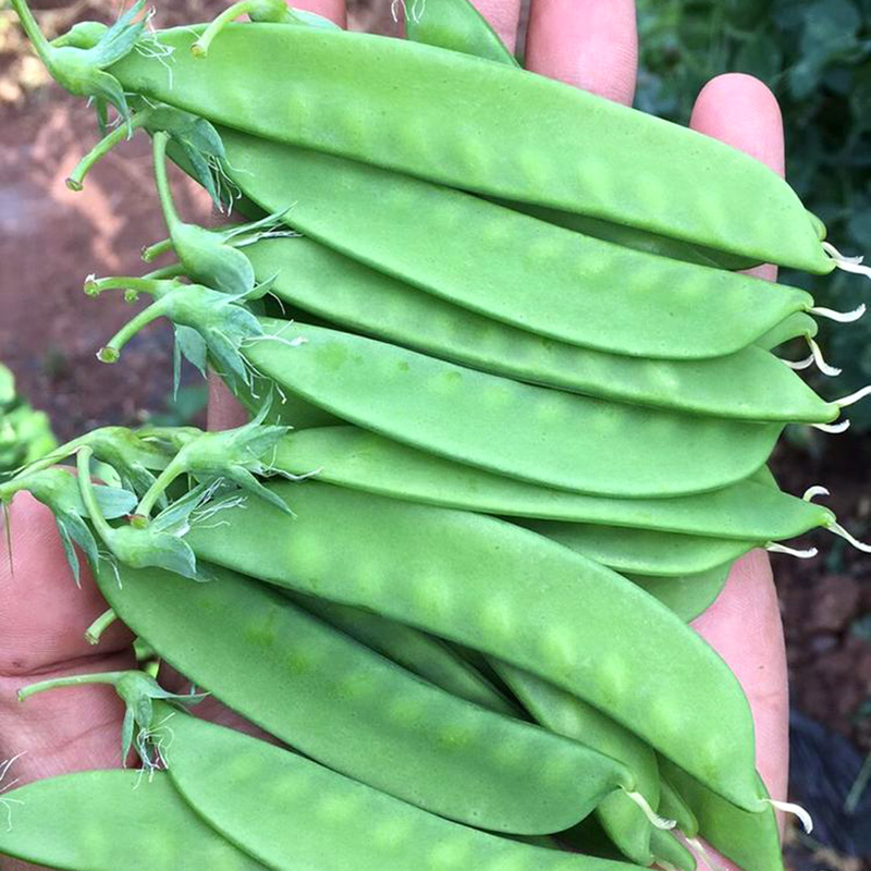 荷兰豆种籽种子豌豆苗四季甜蔬菜豌豆种籽孑籽种莱蚕豆菜籽尖碗豆