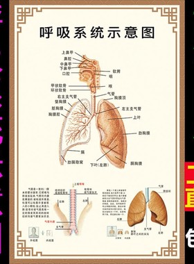 医院呼吸系统示意图人体内脏消化结构解剖挂图器官分布宣传海报