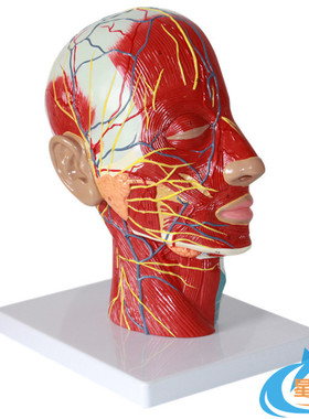进口医学人体头面部解剖脑血管神经模型 五官科美容整形手