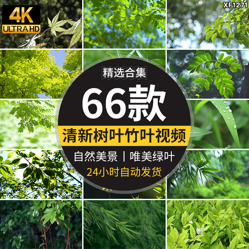 4K小清新绿叶树叶自然风景竹叶春天唯美意境美景绿色叶子视频素材