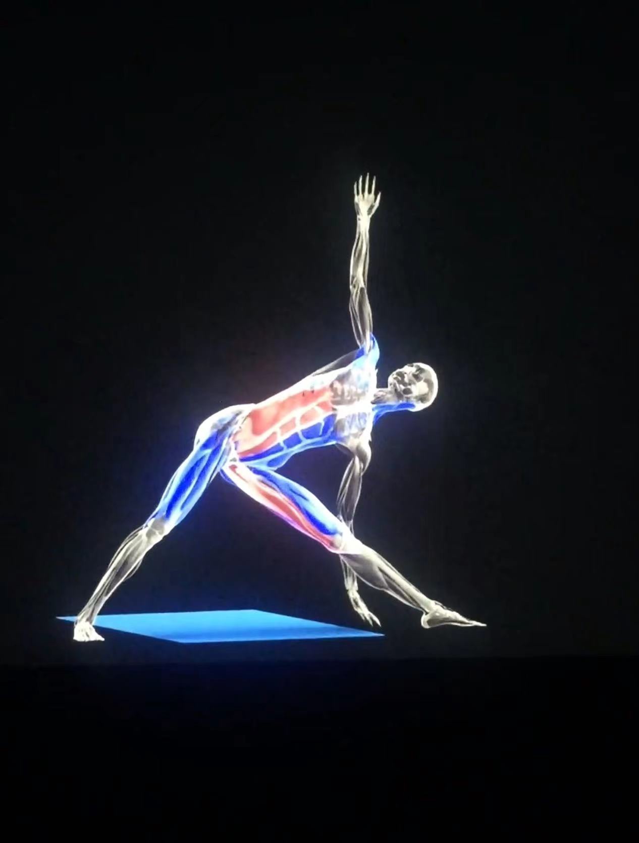 105个体式 3D瑜伽动作解剖图