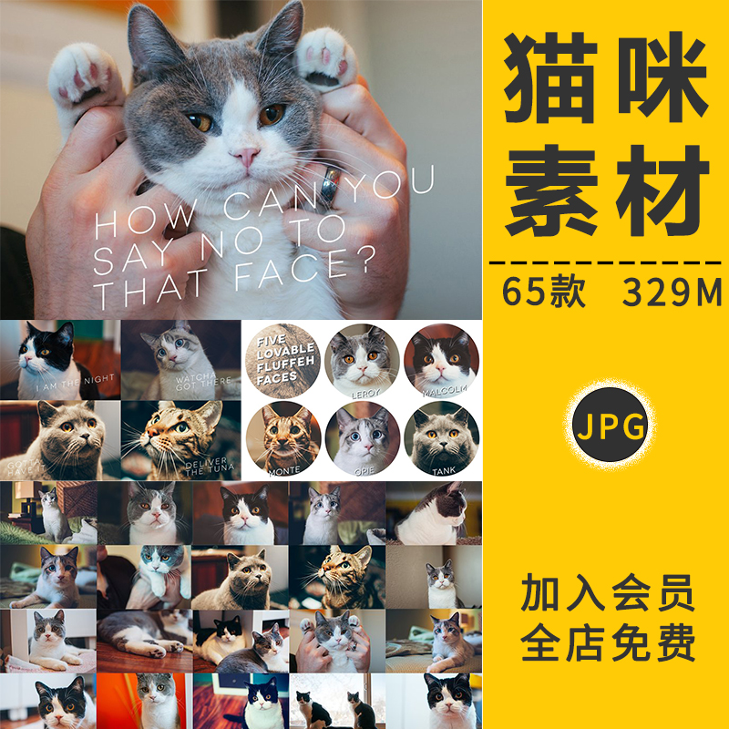 高清猫咪可爱真实猫猫动物高清壁纸海报背景宠物店宣传图片PS素材