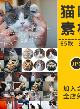 高清猫咪可爱真实猫猫动物高清壁纸海报背景宠物店宣传图片PS素材