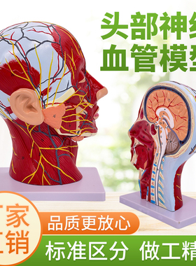 速发人体头部医学解剖头骨带肌肉神经血管模型型 美容面部神经微