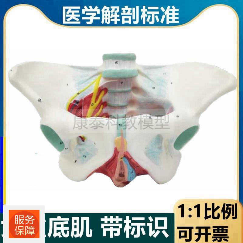 盆底肌模型女性骨盆结构盆腔器官阴道口尿道肛门肌肉产后修复月子