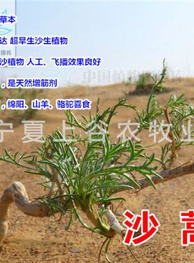 野生沙蒿籽水土保持防风固沙植被恢复专用草种子豆荞面天然增筋剂