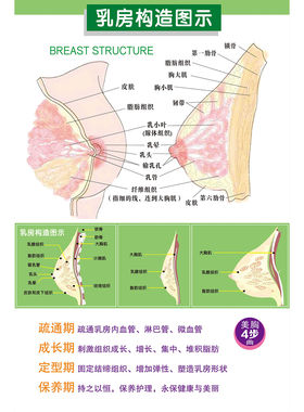 女性乳房乳腺胸部结构示意图医学宣传人体器官解剖医院科室挂图
