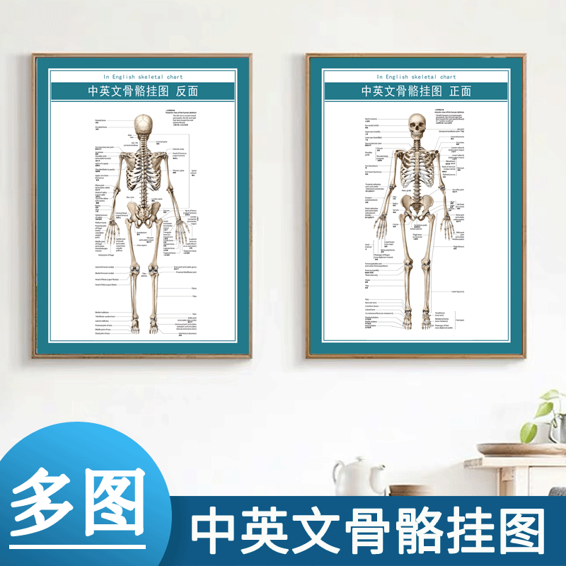 中英文人体骨骼结构图全身人体肌肉解剖大挂图正反面高清医学可选