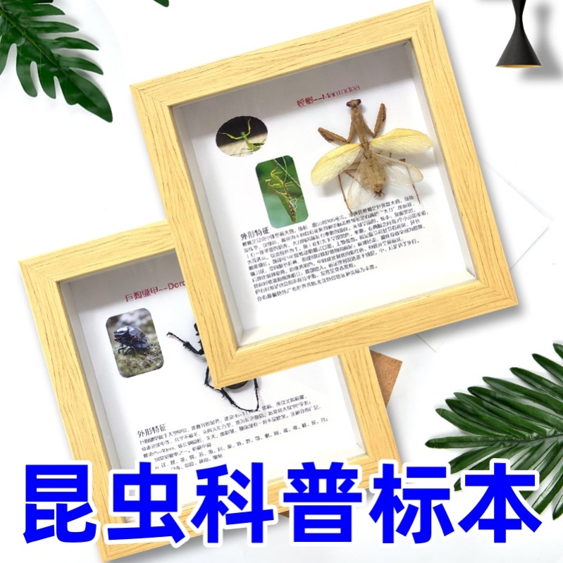 昆虫标本常见相框科普图文介绍立体桌面摆件儿童生日礼物天牛螳螂