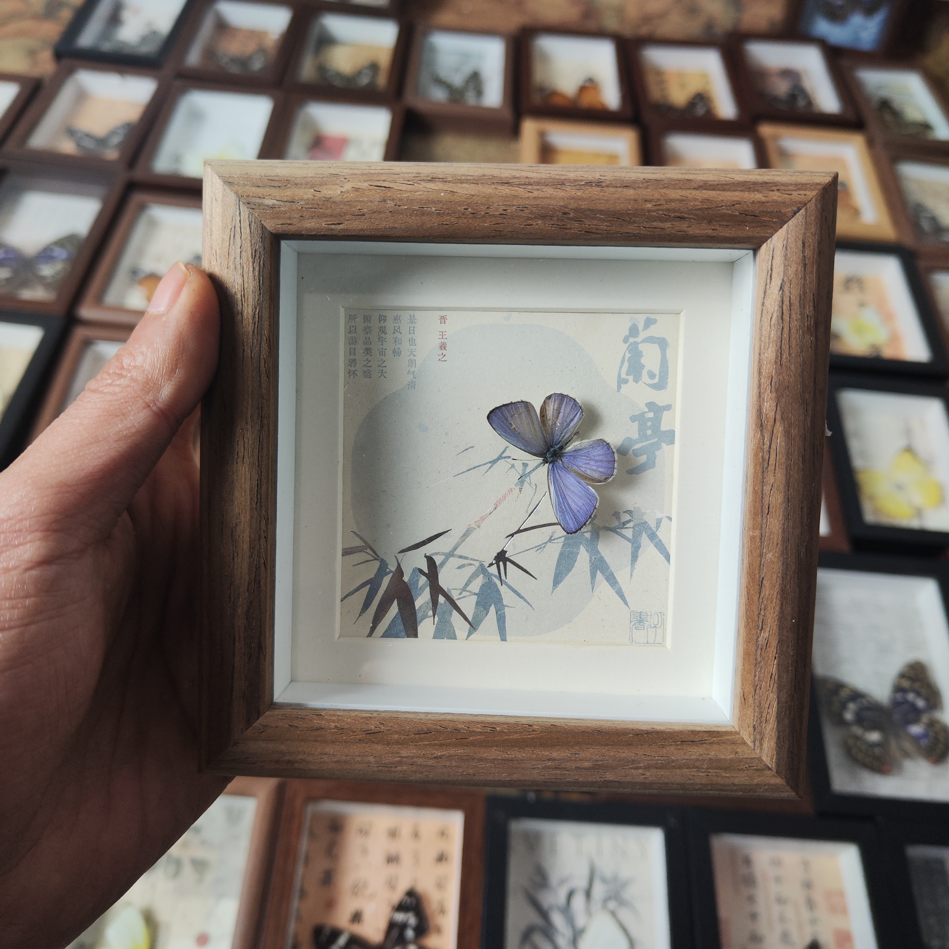 蝴蝶标本相框真蝴蝶摆件礼物生日幼儿园展示框挂画小兰蝶摄影昆虫