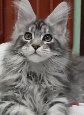 缅因猫幼猫活物俄罗斯血统缅因猫巨型森林猫烟灰棕虎银虎纯白