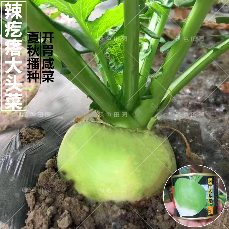 日本万斤大头菜种子洋辣疙瘩土苤兰籽光头芥腌制咸菜夏秋播蔬菜孑