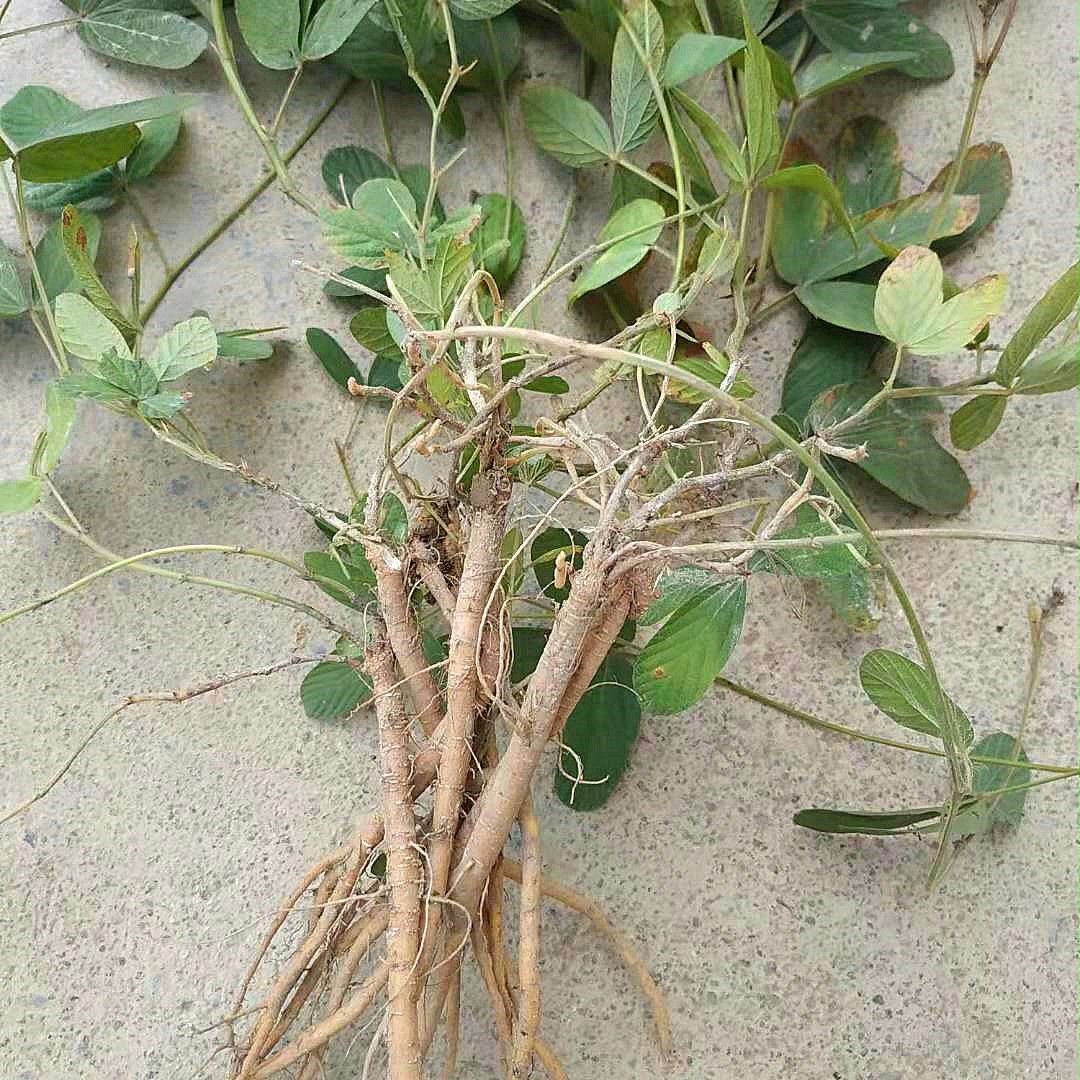 新采摘中药材小叶千斤拔种子一条根大叶千金拔种籽蔓性千斤拔种籽