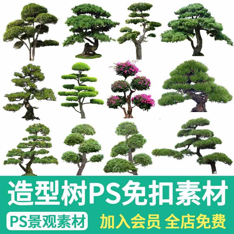 景观造型树造型松PS素材园林效果图后期配景罗汉松树psd免扣植物