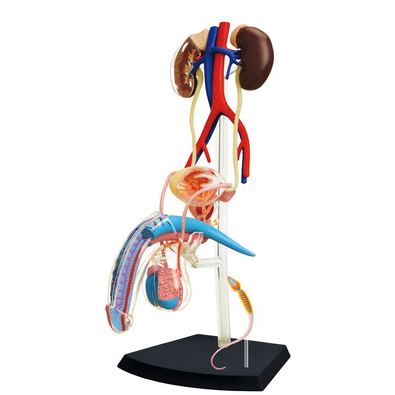 香港4dmaster人体器官模型女性生殖系统泌尿系统男性生殖器官模型