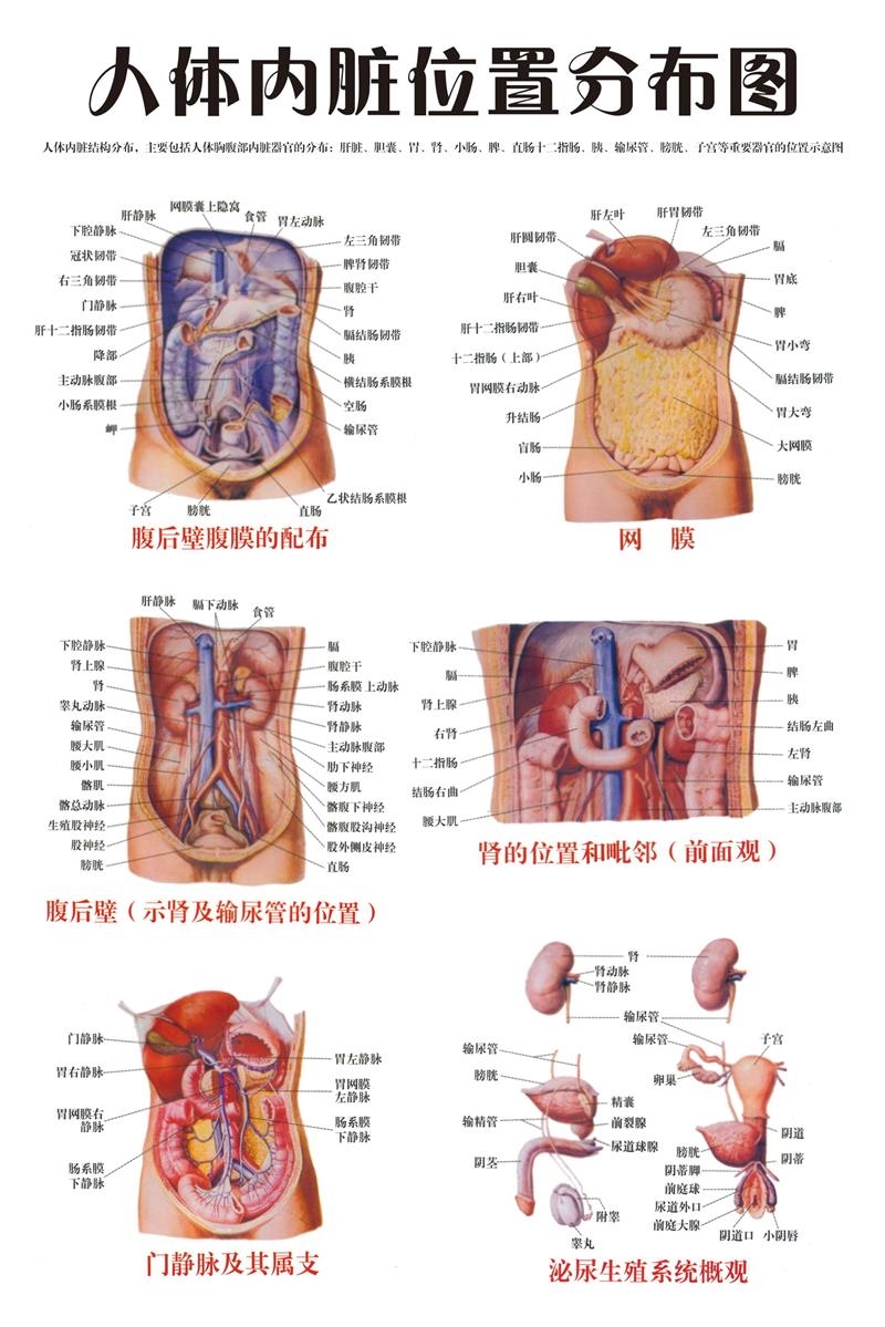人体结构图器官位置