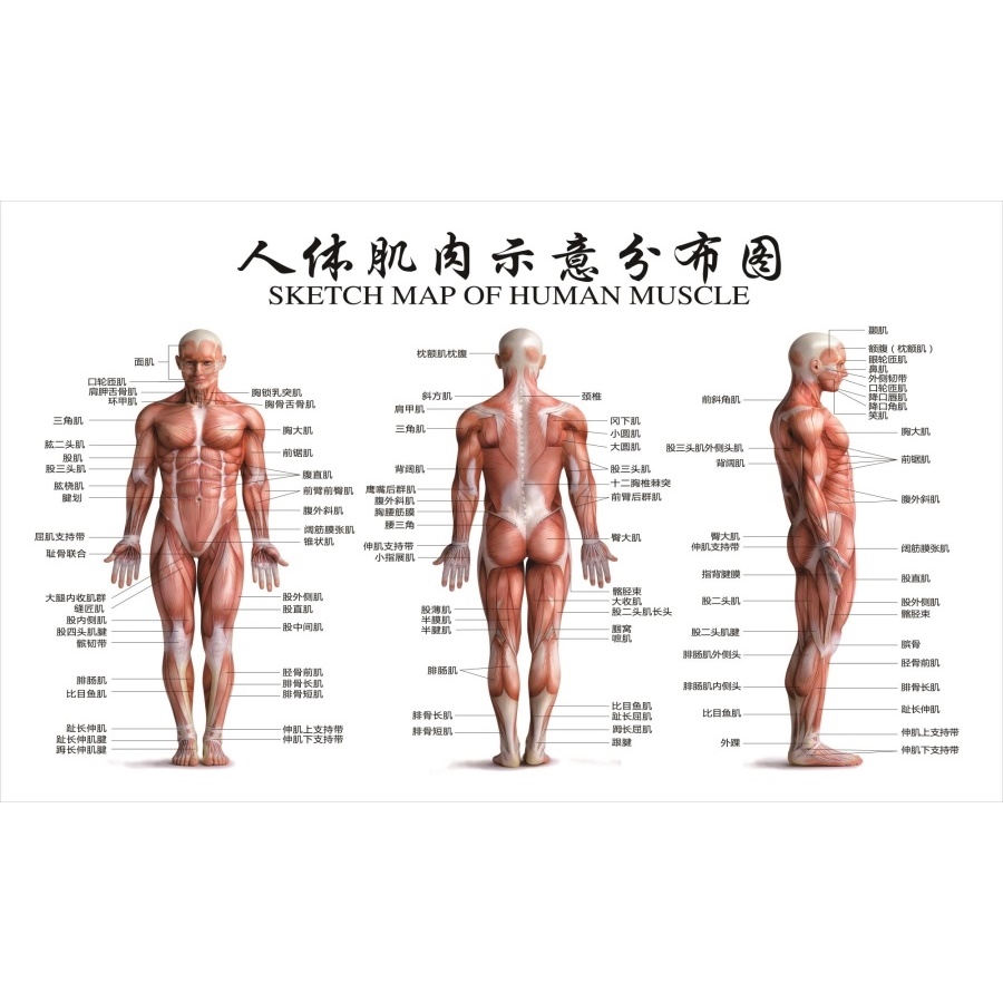 人体肌肉分布解剖图挂图内脏结构图全身器官经络穴位图骨骼示意图