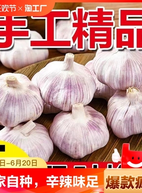 【新品】河南中牟新鲜干蒜头农家自种新干蒜紫白皮辛辣味足5斤