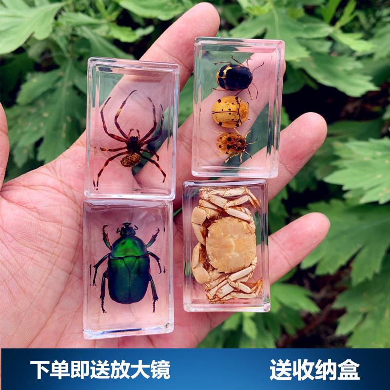 虫子标本昆虫标本真虫动物树脂摆件蜘蛛真实罕见教学玩具蝎子甲虫