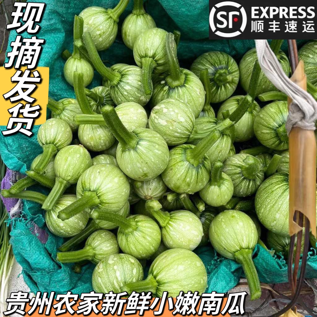 贵州平塘 农家新鲜蔬菜自种嫩南瓜绿皮迷你小南瓜仔青菜瓜5斤包邮