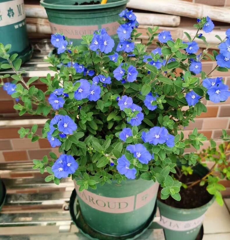 四季开花全年 蓝星花 美洲新品种 耐热阳台花卉 容易养的观花盆栽