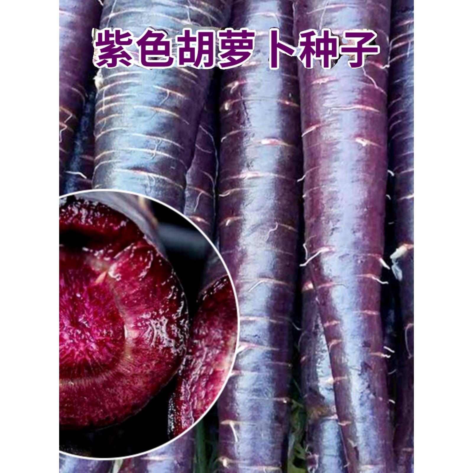 紫色胡萝卜种籽子水果萝卜大全种子四季蔬菜孑阳台盆栽黑色胡罗卜