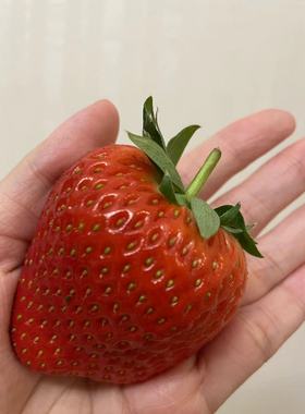 丹东九九草莓果王，一斤10-15个/3斤装全国顺丰包邮
