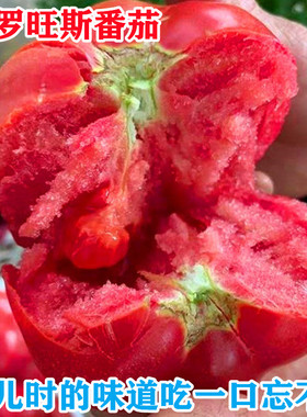 普罗旺斯番茄种子 种苗 水果番茄种子 荷兰进口西红柿种籽 口感好