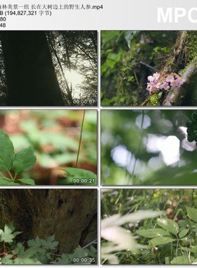 森林美景长在大树边上的野生人参 高清实拍视频素材