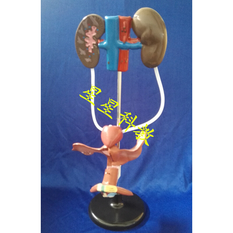 。女性泌尿生殖系统模型 自然大 3312 初 高中生物实验教学仪器