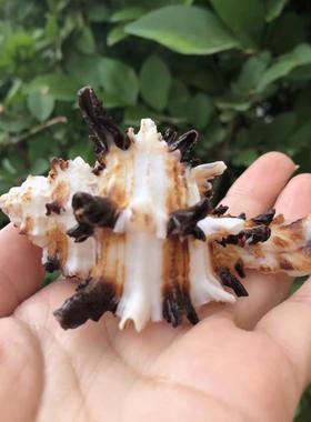 天然海螺贝壳黑千手螺海菊花螺鱼缸水族造景装饰品寄居蟹替换壳
