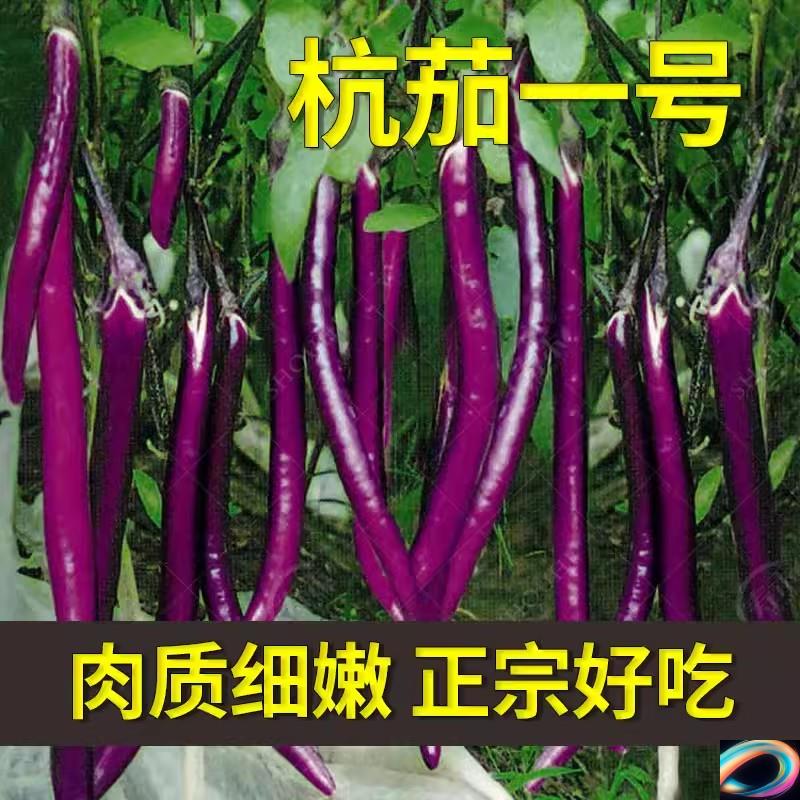 种子杭茄紫龙华骏茄子种籽线茄紫红色细长肉质细嫩春夏季蔬菜种孑