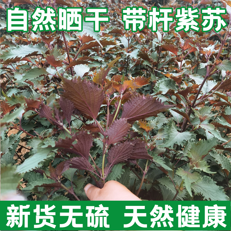 野生紫苏叶干500g农家天然苏子叶中药 材食用香料去腥食材泡茶