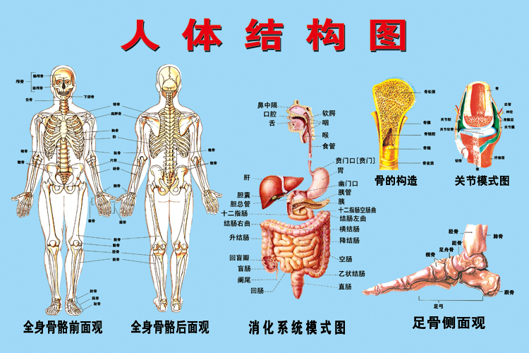 人体结构图器官位置